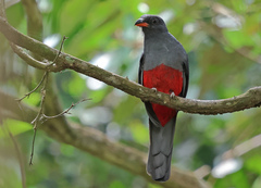 Slaty-Tailed Trogon photo 1