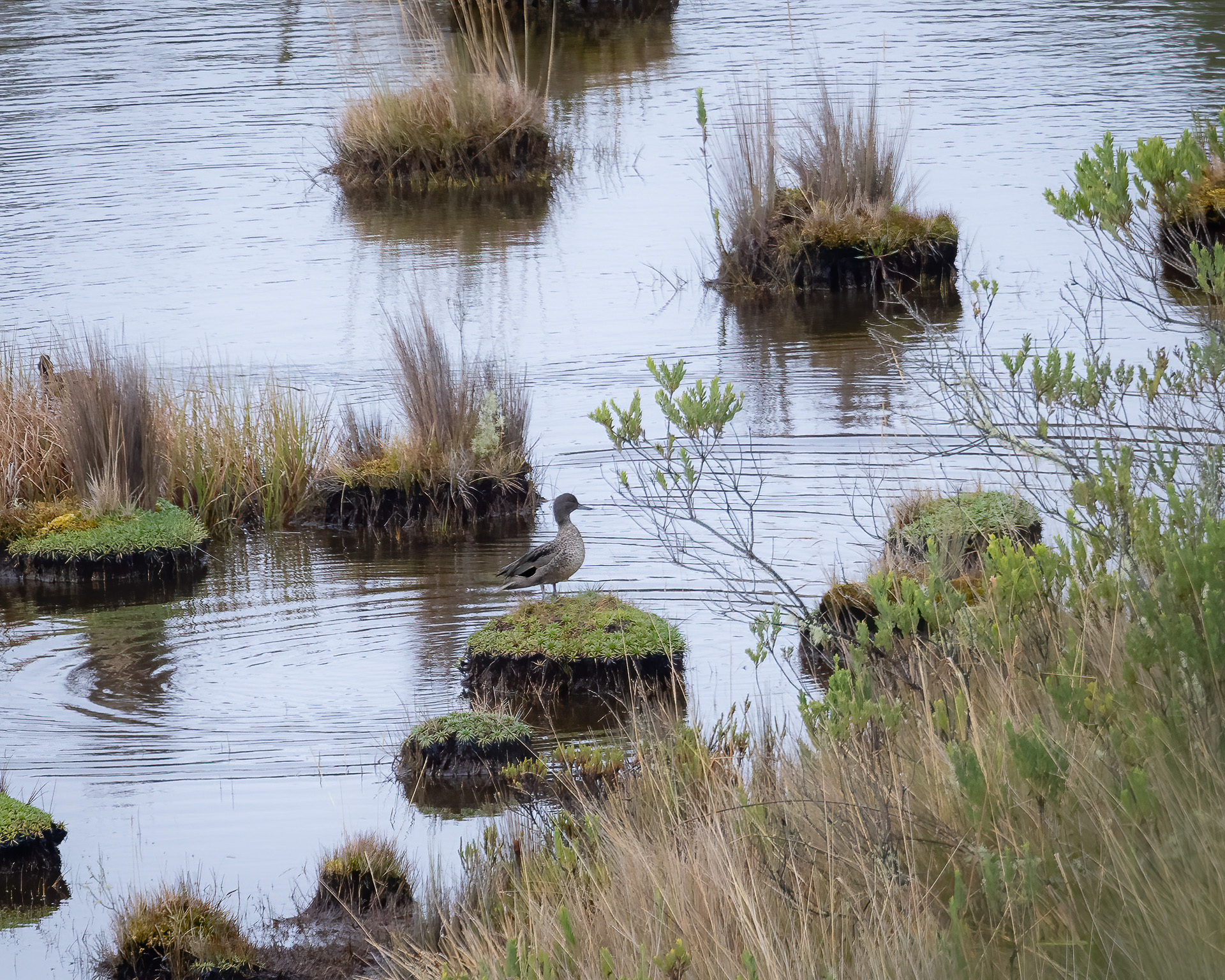 Andean Teal (Anas andium), photo 7