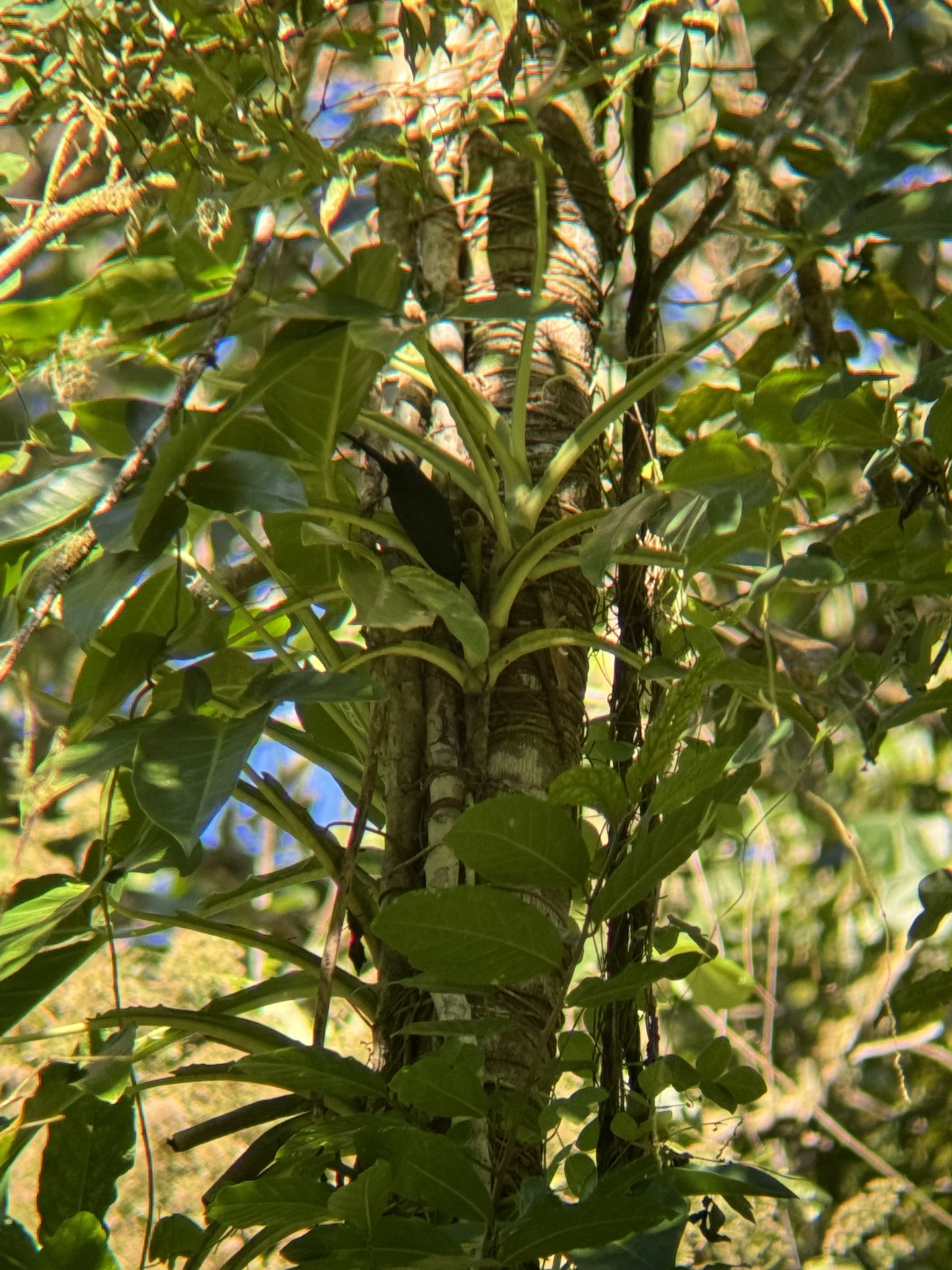 Jamaican Blackbird (Nesopsar nigerrimus), photo 6