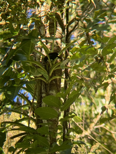 Jamaican Blackbird (Nesopsar nigerrimus), photo 5
