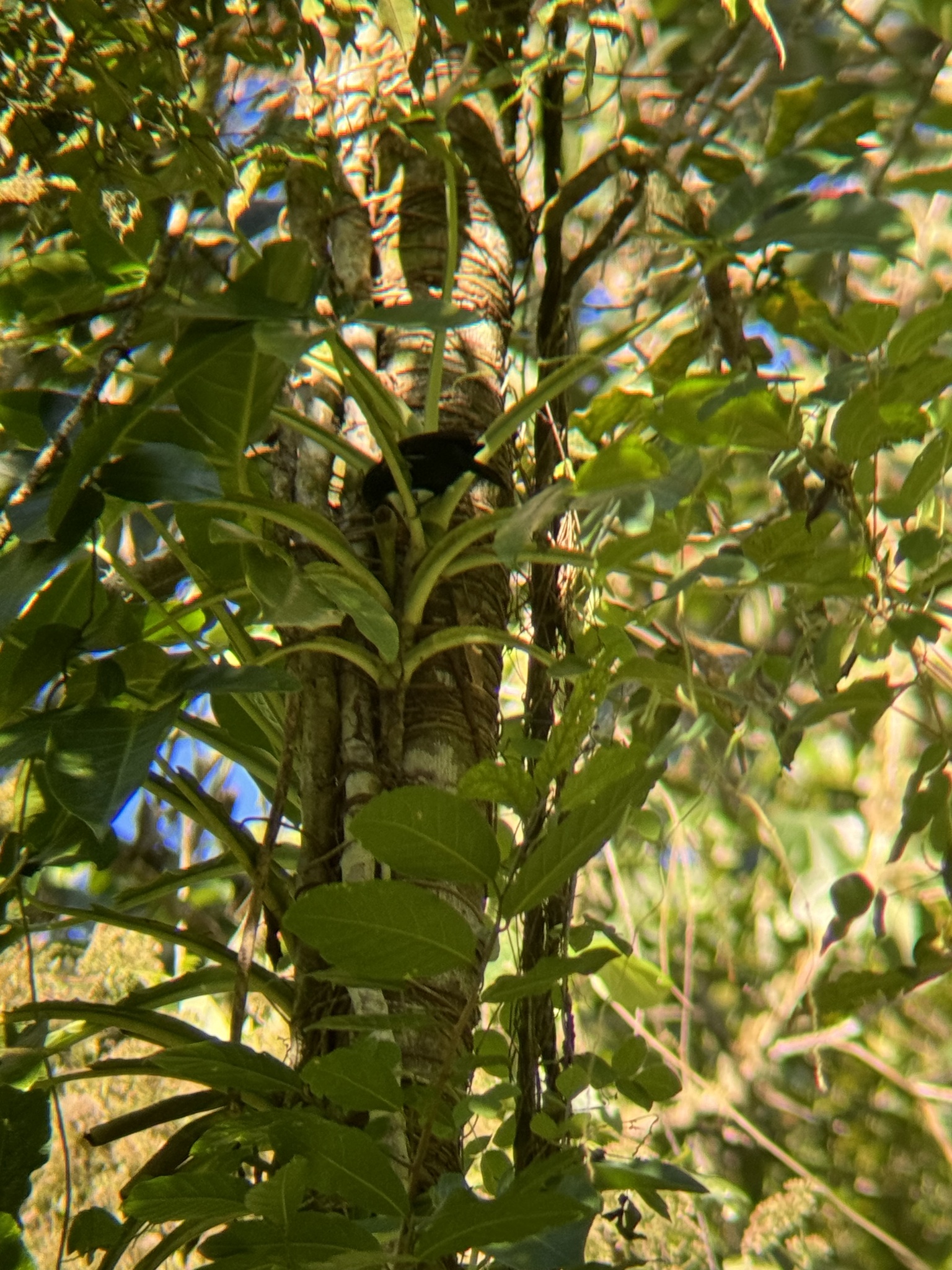 Jamaican Blackbird (Nesopsar nigerrimus), photo 3