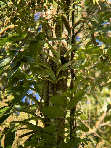 Jamaican Blackbird (Nesopsar nigerrimus), photo 8