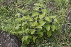 Neuracanthus sphaerostachyus