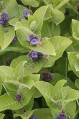 Neuracanthus sphaerostachyus