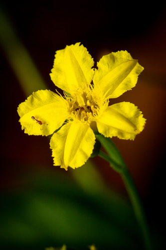 Liparophyllum latifolium (Liparophyllum latifolium)