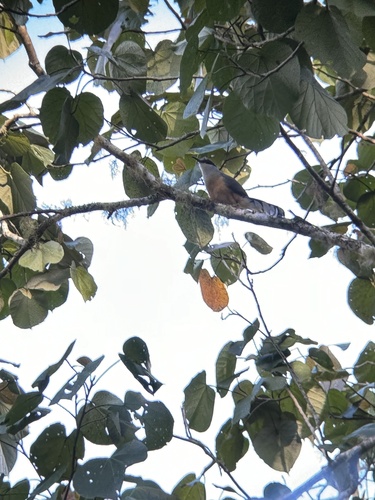Jamaican Lizard Cuckoo (Coccyzus vetula), photo 6