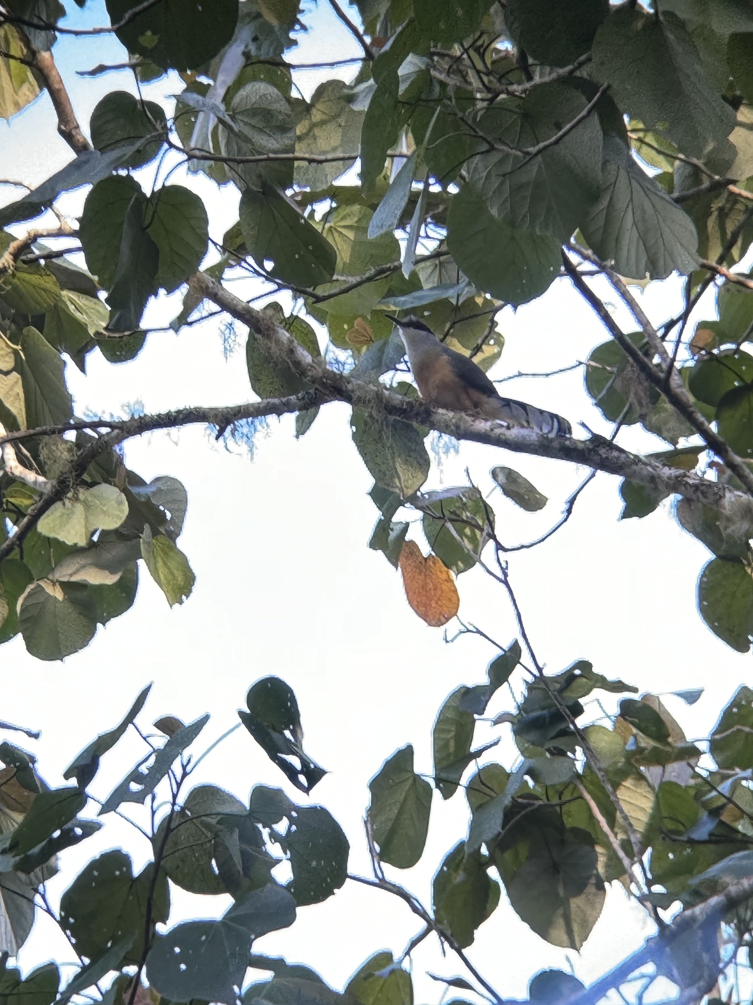 Jamaican Lizard-Cuckoo illustration