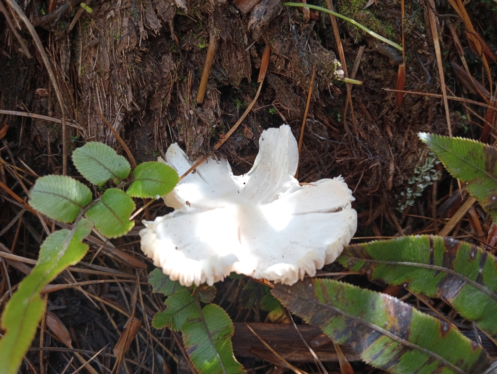 Humidicutis mavis · February 2025 · photo: © john_barkla (iNaturalist, cc0)