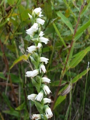 Spiranthes casei
