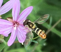 Sphaerophoria sulphuripes