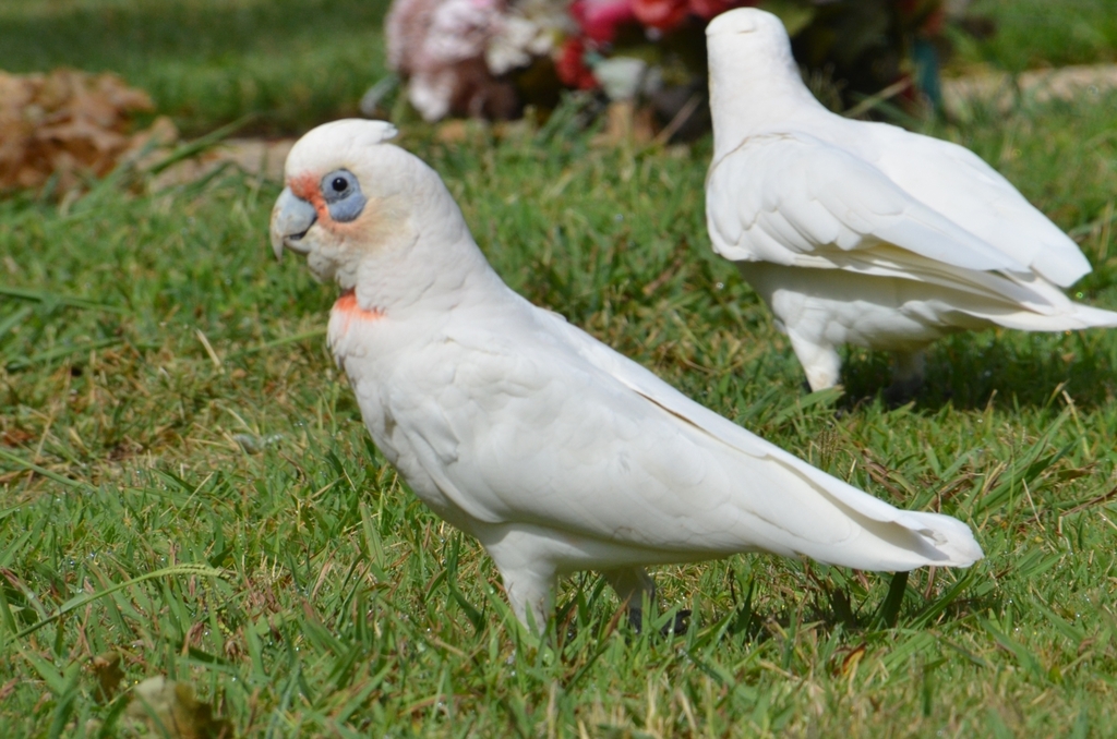 Long-billed × Little Corella