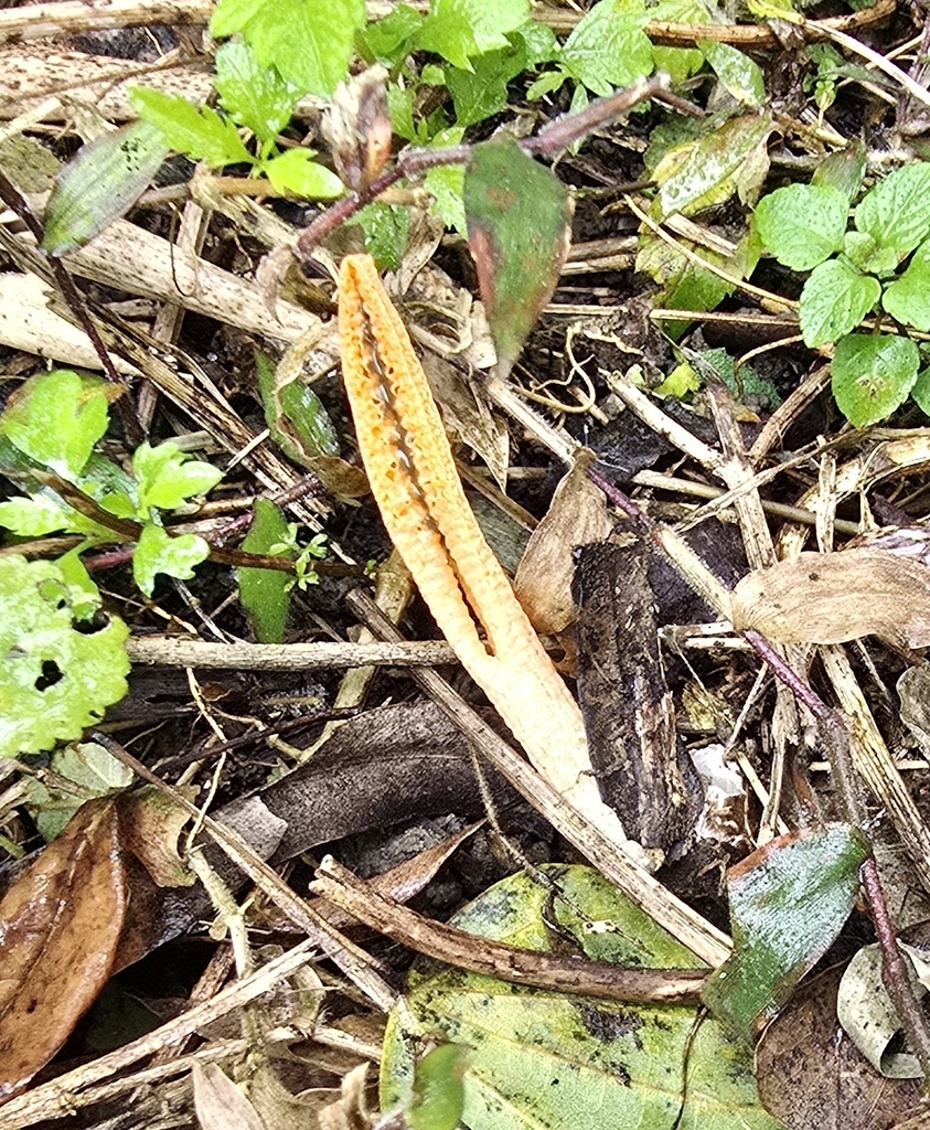 Pseudocolus fusiformis · February 2025 · photo: © miu0203 (iNaturalist, cc-by-nc)