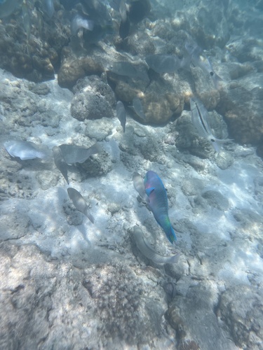 Greenblotch Parrotfish — seen at this dive site