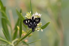 Androloma disparata