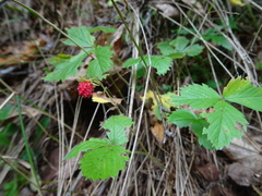 Fragaria vesca vesca