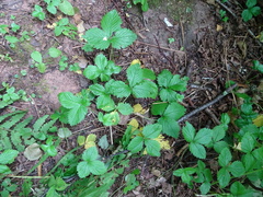 Fragaria vesca vesca