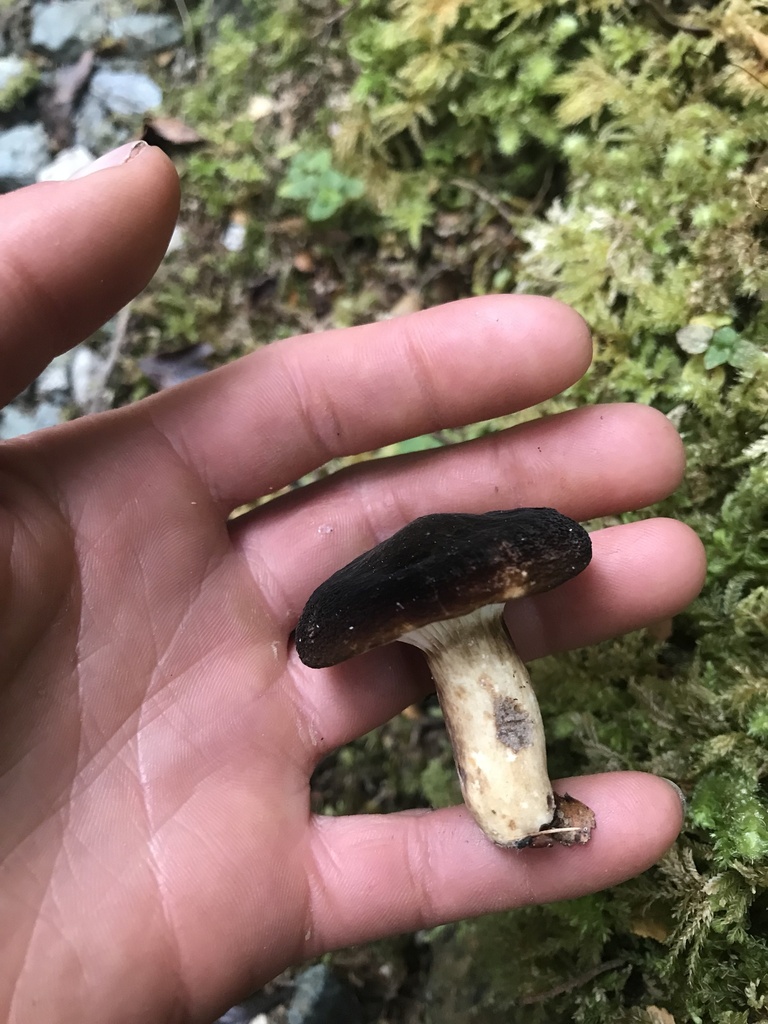 Lactifluus sepiaceus · February 2025 · photo: © fuligogirl (iNaturalist, cc-by)