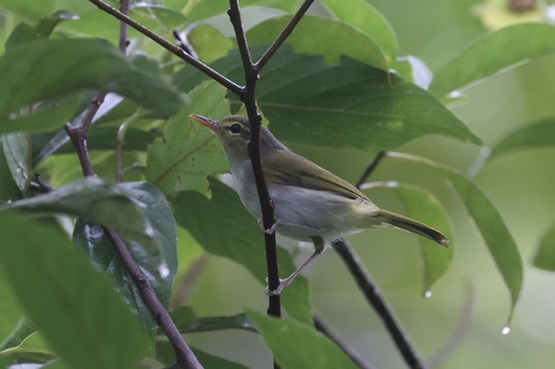 Lemon-throated Leaf Warbler (Phylloscopus cebuensis), photo 9