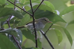Lemon-Throated Leaf Warbler photo 2