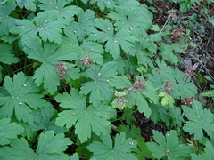 Geranium macrorrhizum