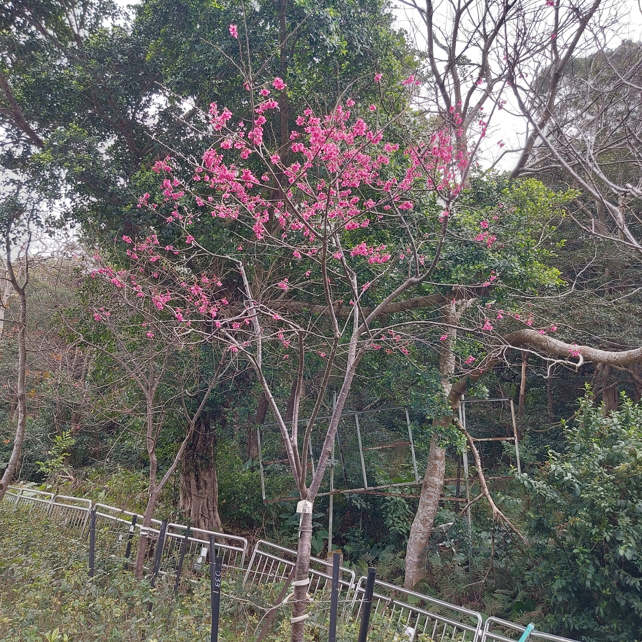 Imagem de Cerejeira-do-japão