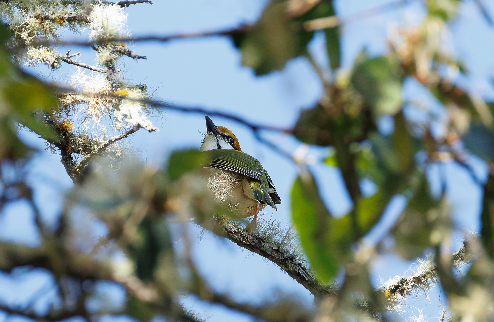 Chestnut-sided Shrike-Vireo (Vireolanius melitophrys), photo 6