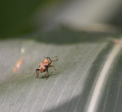Geraeus