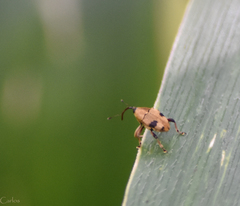 Geraeus