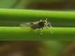 Nothodelphax consimilis