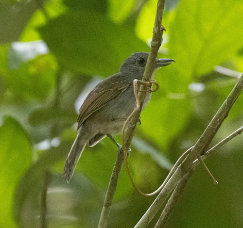 Mouse-colored Antshrike (Thamnophilus murinus), photo 7