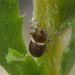 Pissonotus melanurus