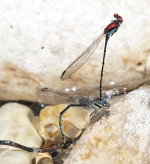 Argia cuprea