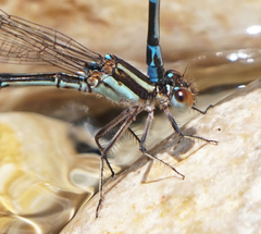 Argia cuprea