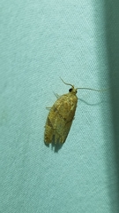 Argyrotaenia juglandana