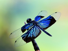Rhyothemis resplendens