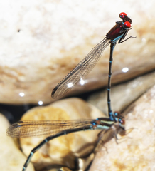 Argia cuprea