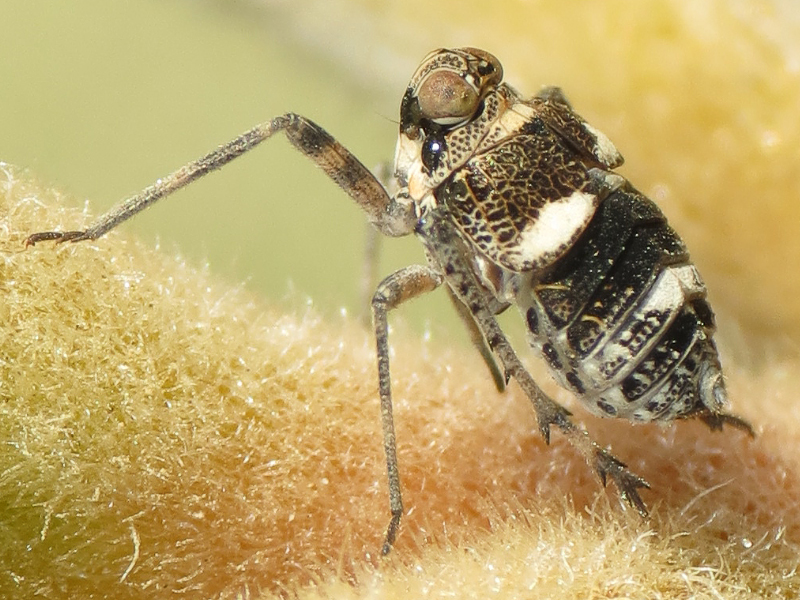 Orgeriinae