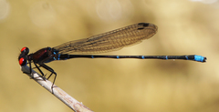 Argia cuprea