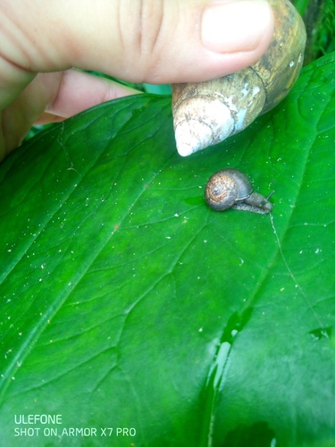 Bradybaena similaris observed 2025-01-02