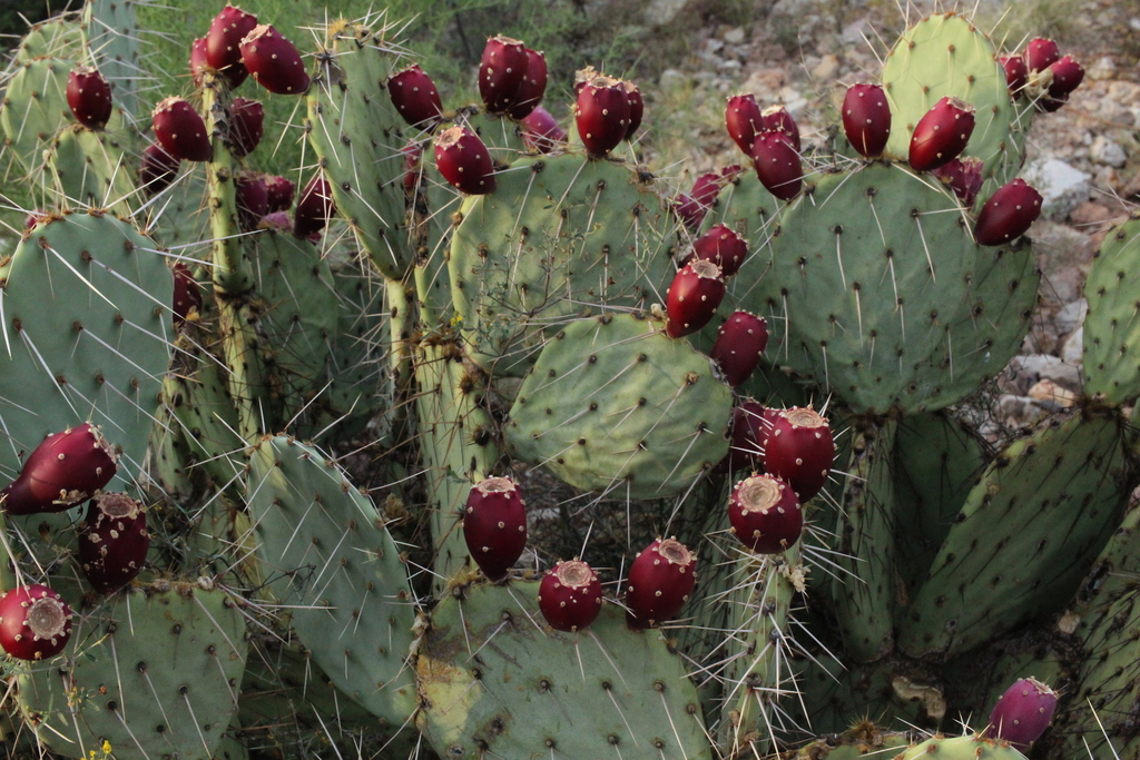 Toumey Pricklypear