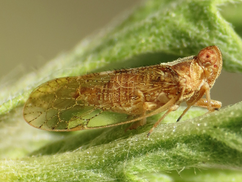 Oecleus snowi
