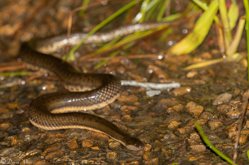 Macleay's Water Snake sighting