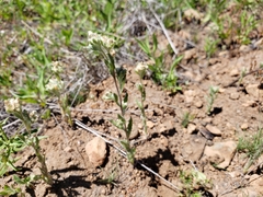 Micropus californicus