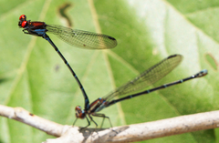 Argia cuprea