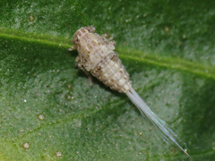 Danepteryx