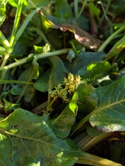 Rumex hypogaeus
