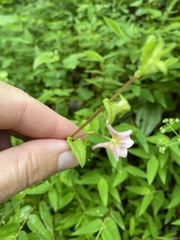 Diascia vigilis, photograph (c) Sunčana Bradley, some rights reserved (CC BY)