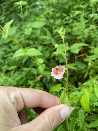 Diascia vigilis, photograph 3