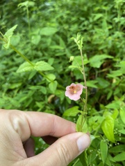 Diascia vigilis, photograph (c) Sunčana Bradley, some rights reserved (CC BY)