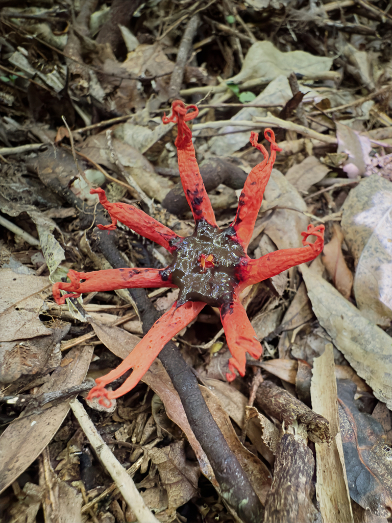 Aseroe rubra · February 2025 · photo: © jeremy_rolfe (iNaturalist, cc-by)